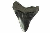 Nice, Fossil Megalodon Tooth - Georgia #145432-1